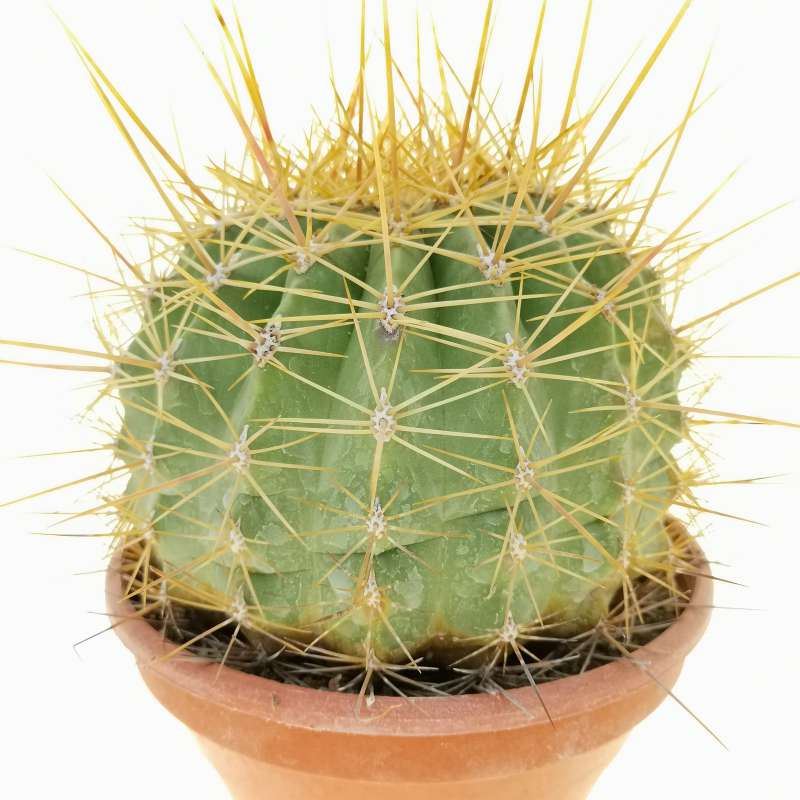 Ferocactus alamosanus ssp. reppenhagenii 14 cm. | Cactaceae - Giromagi ...