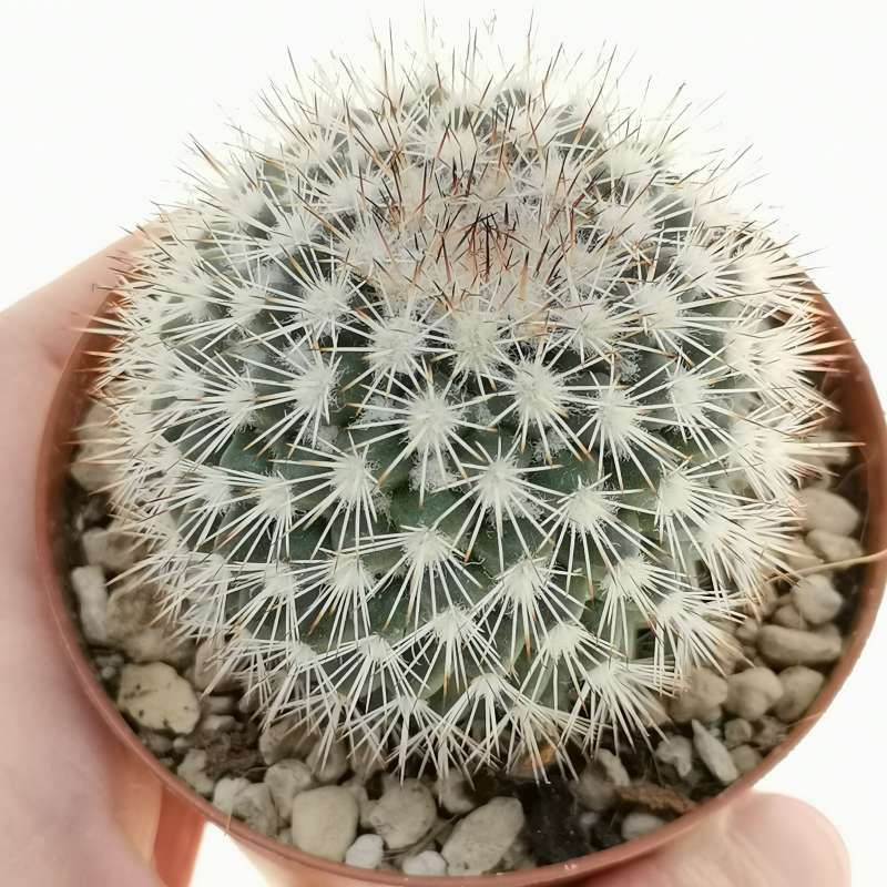 Mammillaria tayloriorum 7,5 cm. | Cactaceae - Giromagi vendita piante ...