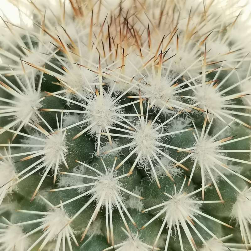 Mammillaria tayloriorum 7,5 cm. | Cactaceae - Giromagi vendita piante ...