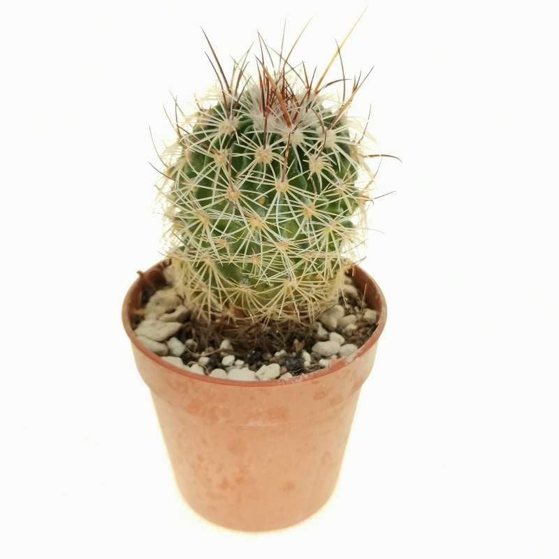 Echinofossulocactus ochoterenaus 'Rosasianus' 5,5 cm. | Cactaceae ...