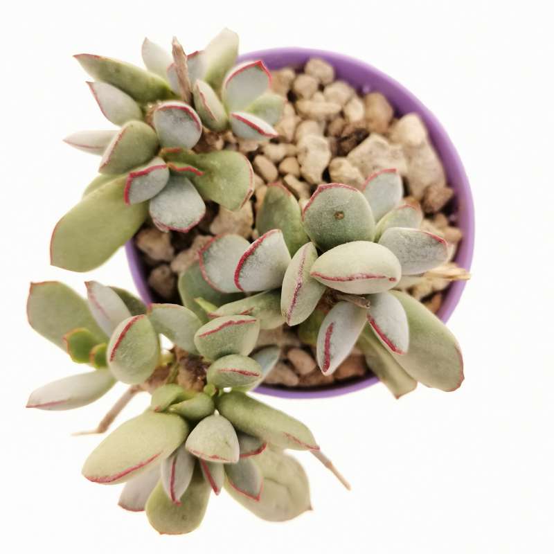 Cotyledon 'Choco Line' 6,5 cm. | Crassulaceae - Giromagi vendita piante ...