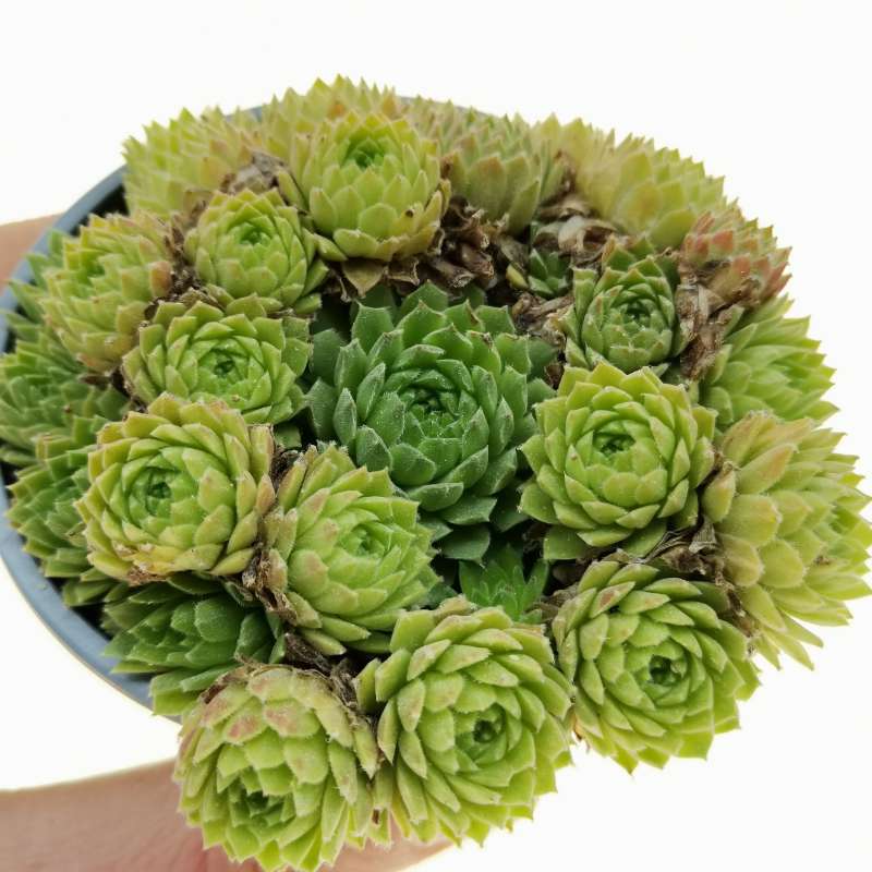 Sempervivum pumilum 9 cm. | Crassulaceae - Giromagi vendita piante grasse