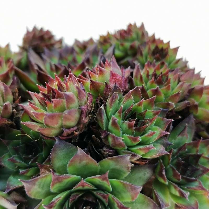 Sempervivum calcareum 'Greenii' 10 cm. | Crassulaceae - Giromagi vendita  piante grasse