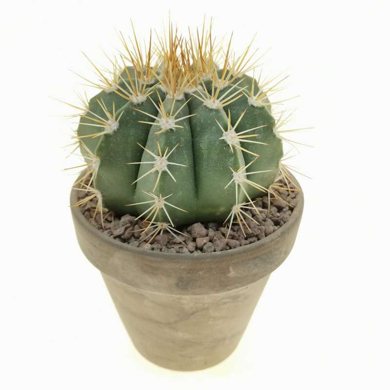 Melocactus oreas 11 cm. | Cactaceae - Giromagi vendita piante grasse