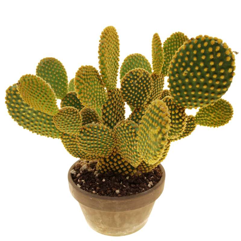 Opuntia microdasys (yellow) 17 cm.  Cactaceae - Giromagi vendita piante  grasse