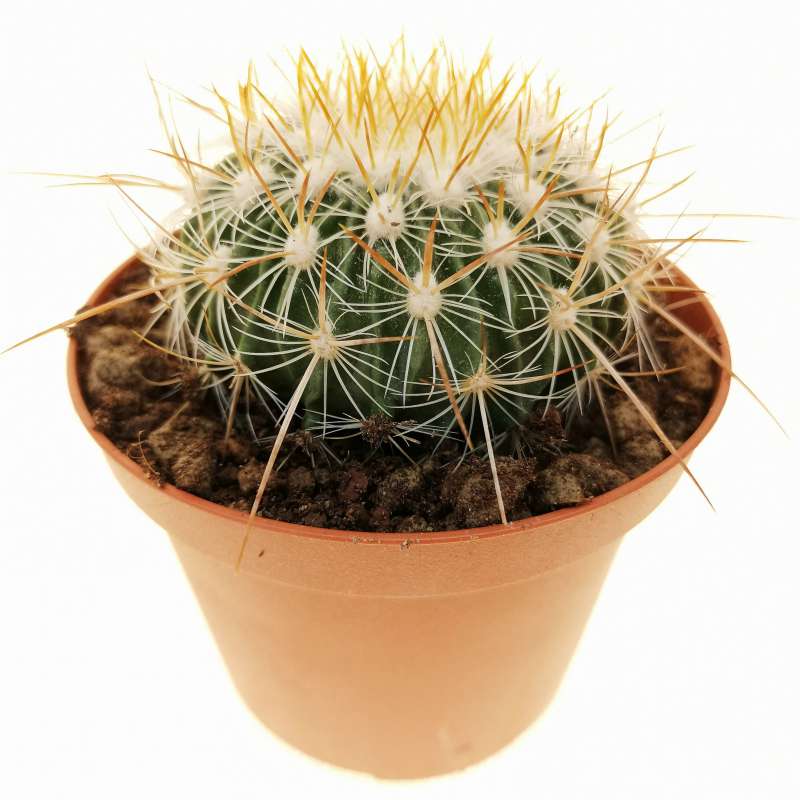 Echinofossulocactus vaupelianus 10 cm. | Cactaceae - Giromagi vendita ...