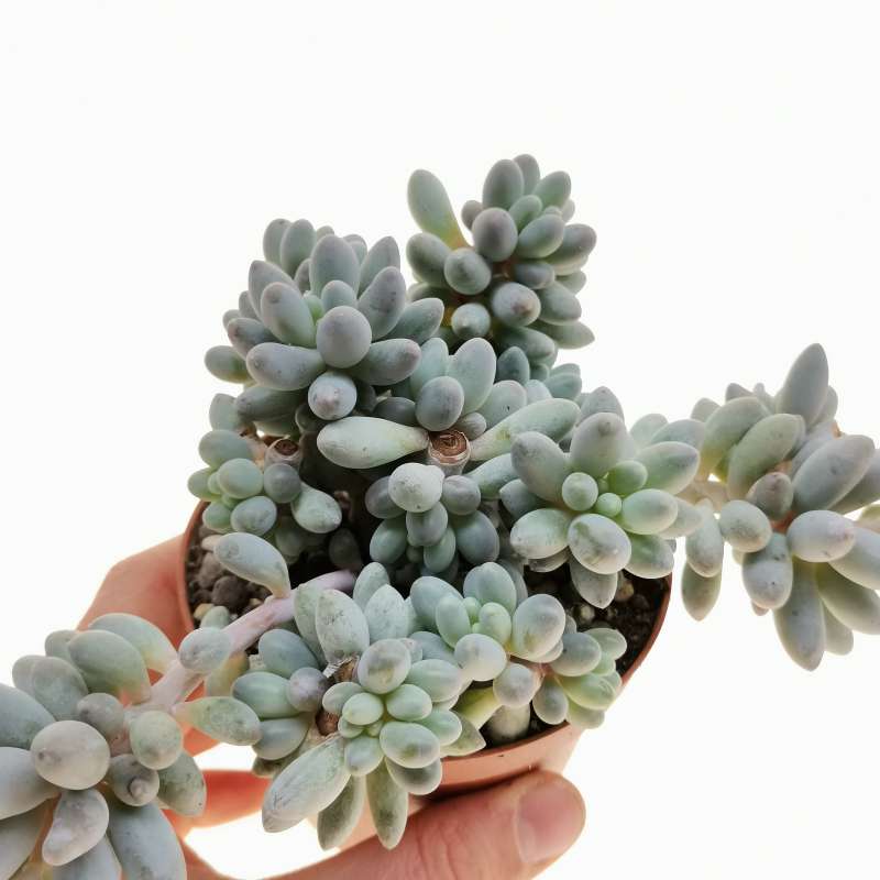 Pachyphytum rzedowskii 10 cm. | Crassulaceae - Giromagi vendita piante ...