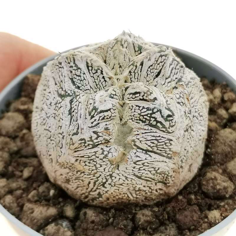 Astrophytum myriostigma cv. Onzuka Kikko Ball V-type