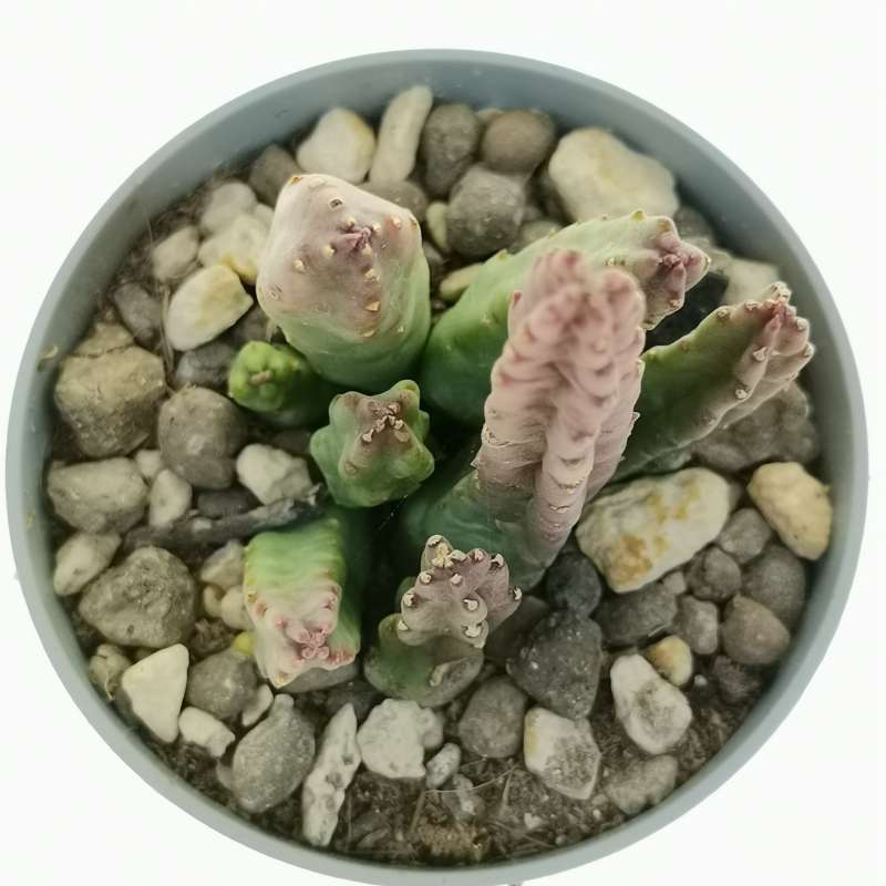 Stapelia tsomoensis 6,5 cm. | Asclepiadaceae - Giromagi vendita piante ...