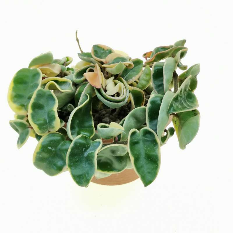 Hoya carnosa compacta f. variegata 14 cm. | Asclepiadaceae - Giromagi ...