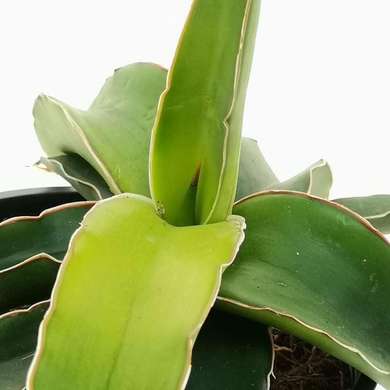 Sansevieria 'Star Canary' 11 cm. | Dracaenaceae - Giromagi vendita ...