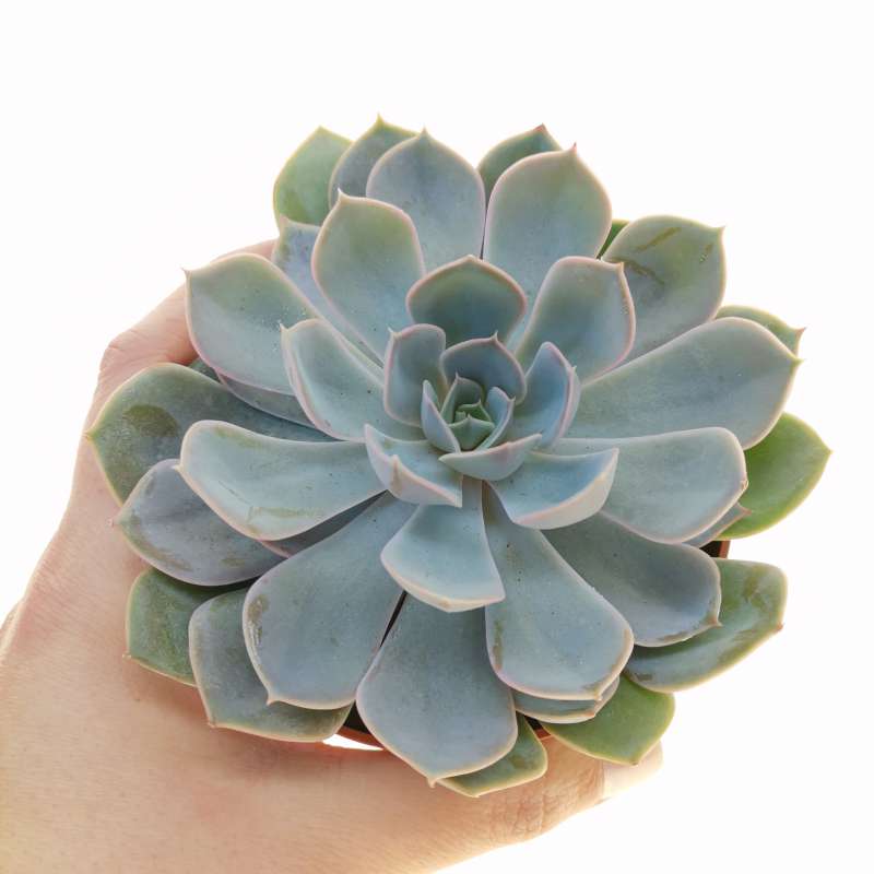 Echeveria jasiri 10,5 cm. | Crassulaceae - Giromagi vendita piante grasse