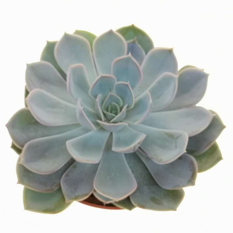 Echeveria jasiri 10,5 cm. | Crassulaceae - Giromagi vendita piante grasse