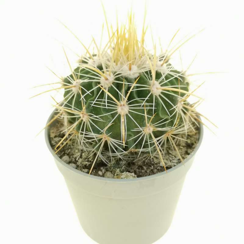 Echinofossulocactus vaupelianus 6,5 cm. | Cactaceae - Giromagi vendita ...