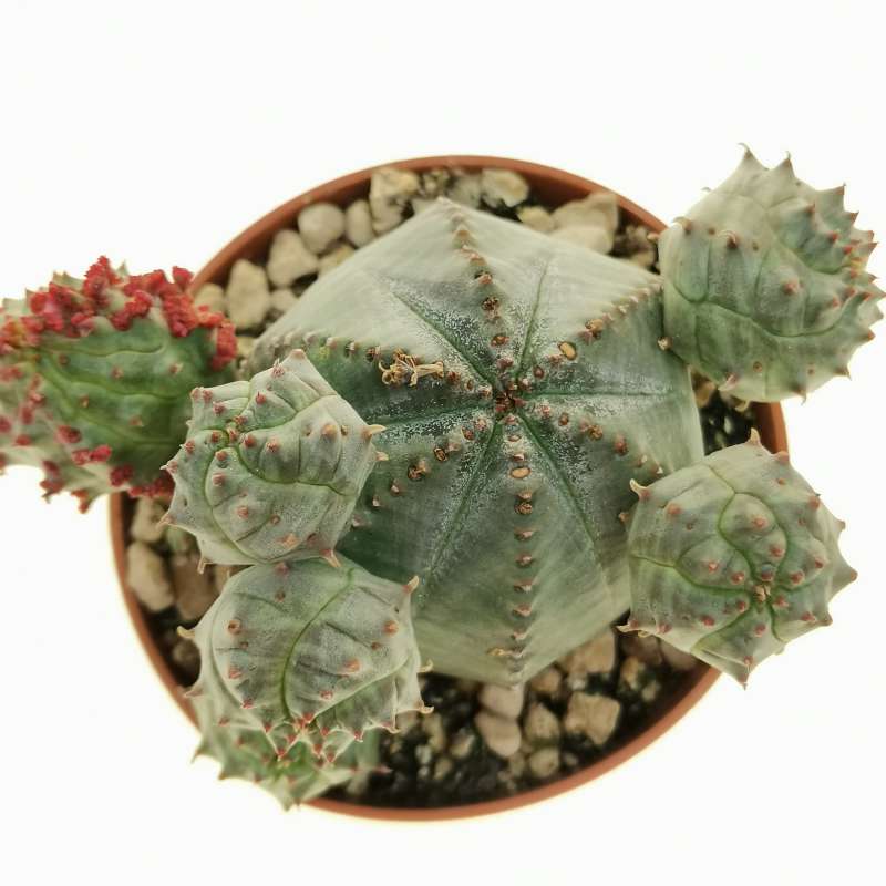 Euphorbia pseudoglobosa f. mostruosa 6,5 cm. | Euphorbiaceae - Giromagi ...