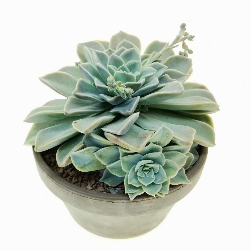 Graptoveria Fantome  Cactus et plantes succulentes, Pot à plante