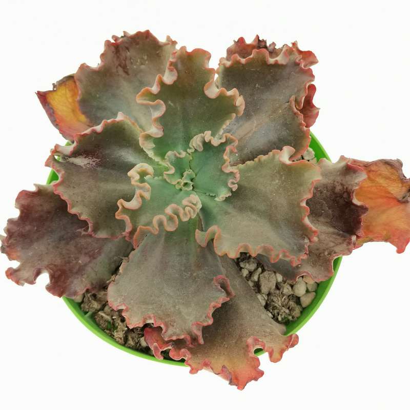 Echeveria 'Meridian' 14 cm. | Crassulaceae - Giromagi vendita piante grasse