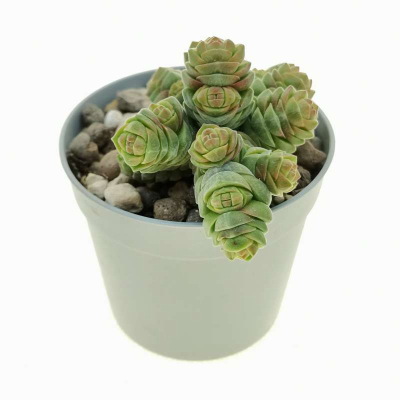 Crassula columella 6,5 cm. | Crassulaceae - Giromagi vendita piante grasse