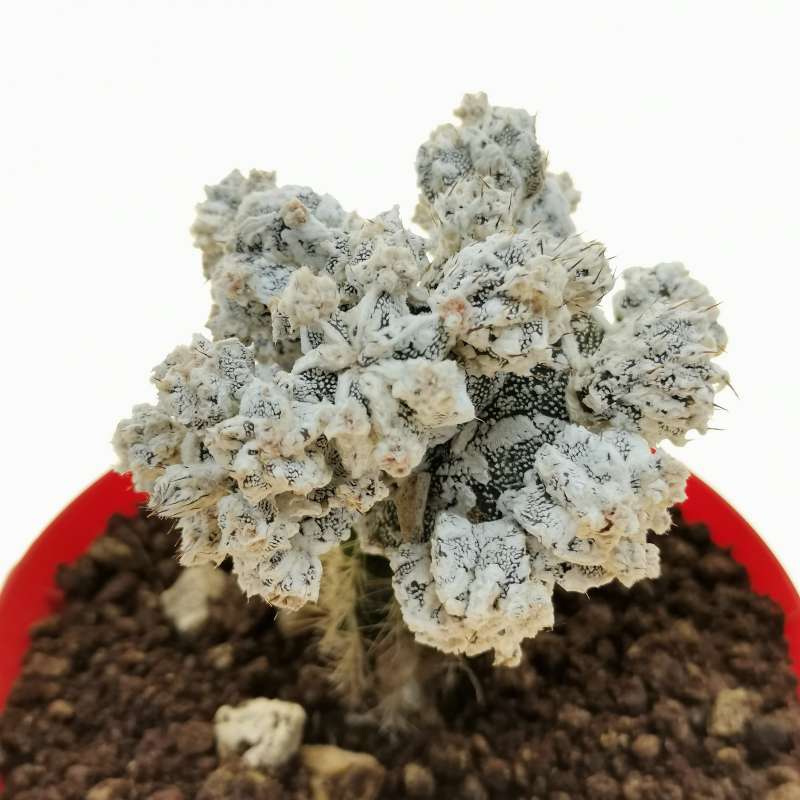Astrophytum myriostigma cv. Fire Works f. prolifera