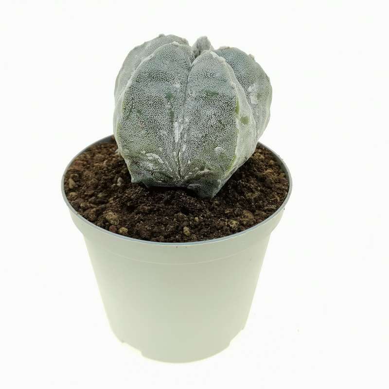 Astrophytum Myriostigma Cv Hakuun Cm Cactaceae Giromagi