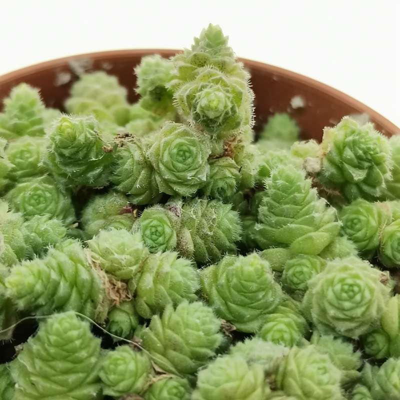 Sedum humifusum 5,5 cm. | Crassulaceae - Giromagi vendita piante grasse