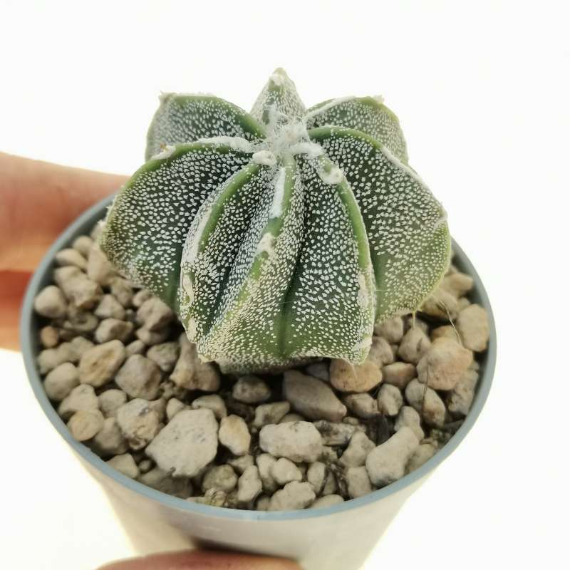 Astrophytum hybrid cv. Fukuryu Double Ribs
