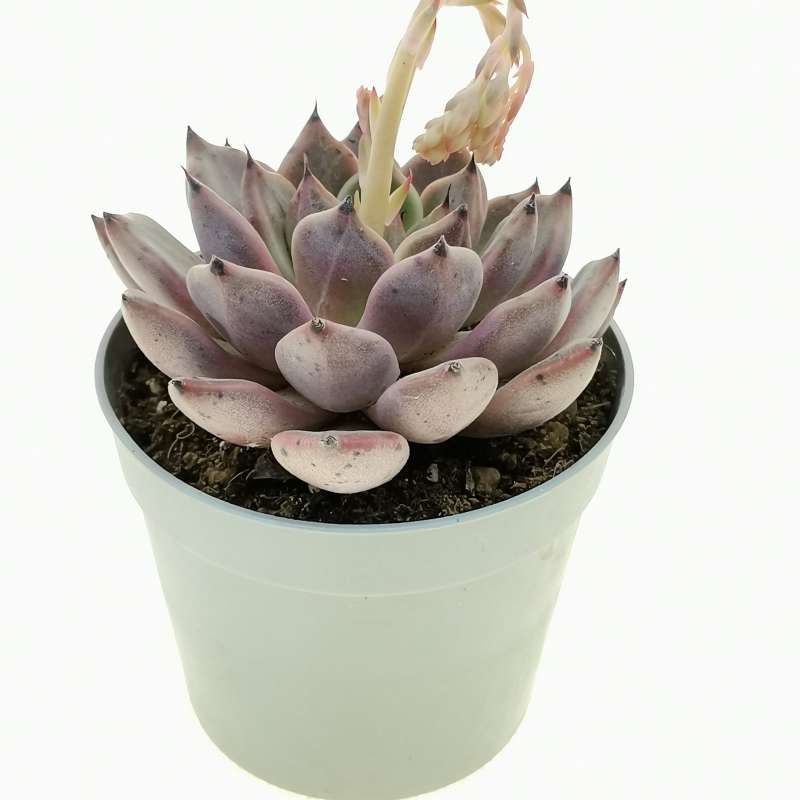 Echeveria agavoides 'Ebony x Cuspidata v. zaragoza' 6,5 cm ...