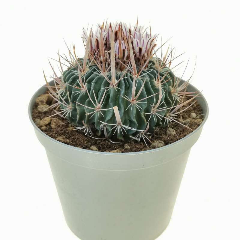 Echinofossulocactus grandicornis 14 cm. | Cactaceae - Giromagi vendita ...