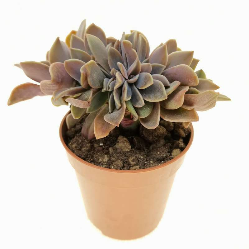 Graptoveria 'Fred Ives' f. crestata 10 cm. | Crassulaceae - Giromagi ...