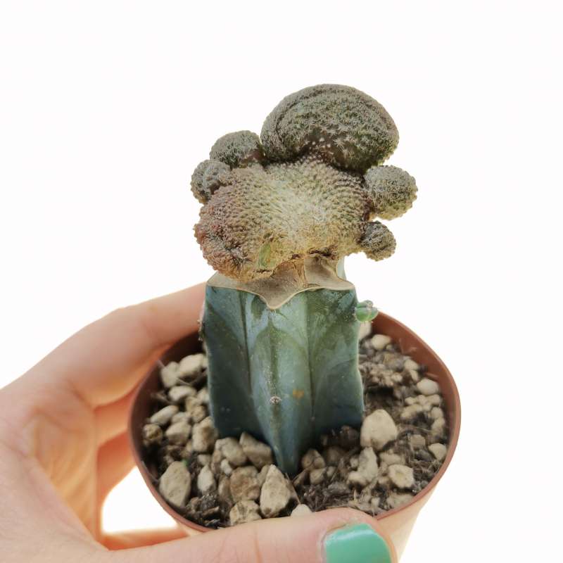 Rebutia einsteinii subs. gonjianii f. crestata 7,5 cm. | Cactaceae ...