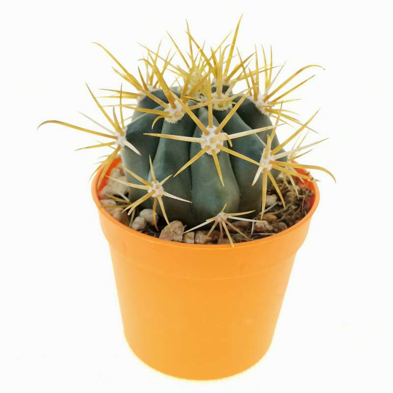 Ferocactus chrysacanthus cv. orange spines 6,5 cm. | Cactaceae ...