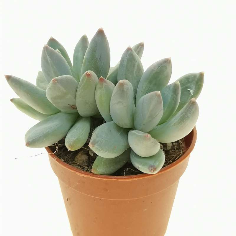 Pachyphytum diamond 5,5 cm. | Crassulaceae - Giromagi vendita piante grasse