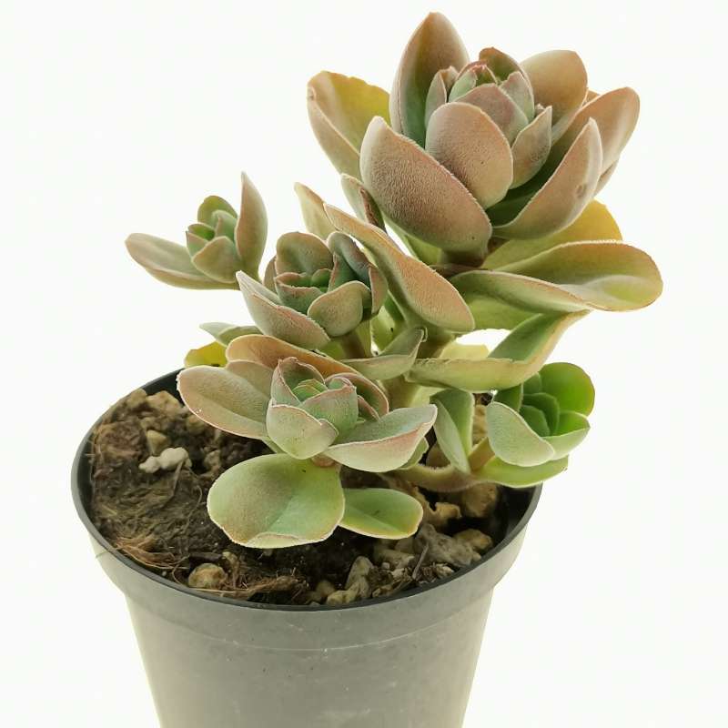 Crassula argyrophylla var. swaziensis 10 cm. | Crassulaceae - Giromagi ...