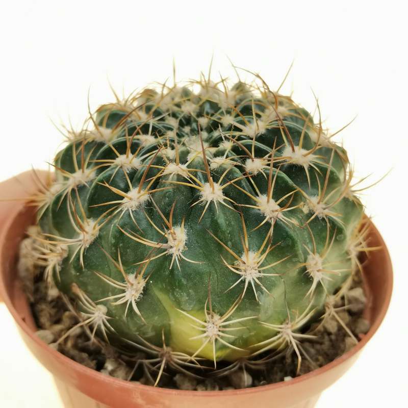 Lobivia draxleriana f. variegata 10 cm. | Cactaceae - Giromagi vendita ...