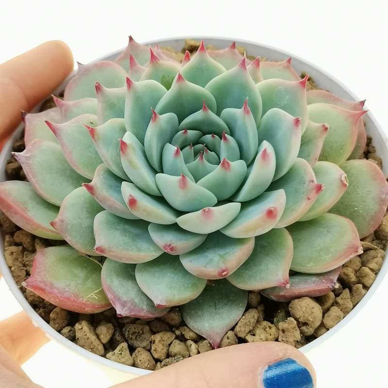 Echeveria Beatrice 10 cm. Crassulaceae Giromagi vendita