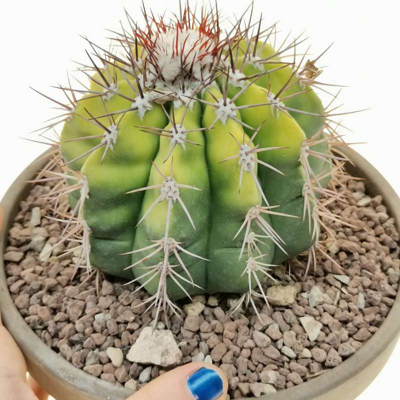 Melocactus neryi f. variegata 17 cm. | Cactaceae - Giromagi vendita ...