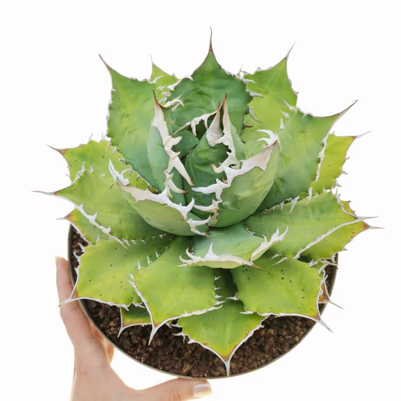 Agave titanota 'Caesar' 25cm. - Height 18 cm, width 23 cm.