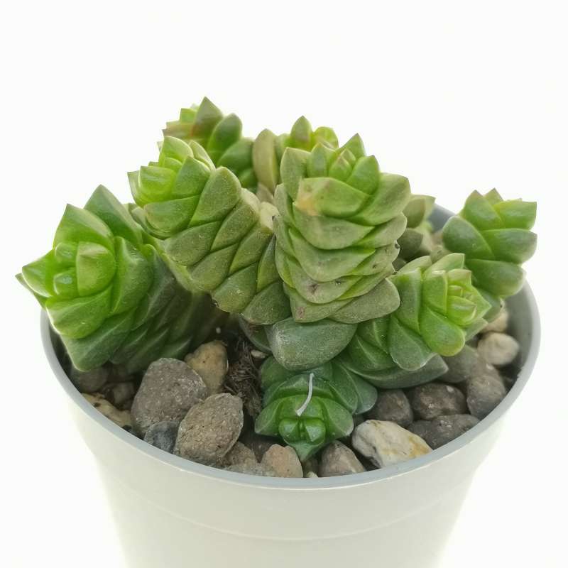 Crassula marchandii 6,5 cm. | Crassulaceae - Giromagi vendita piante grasse