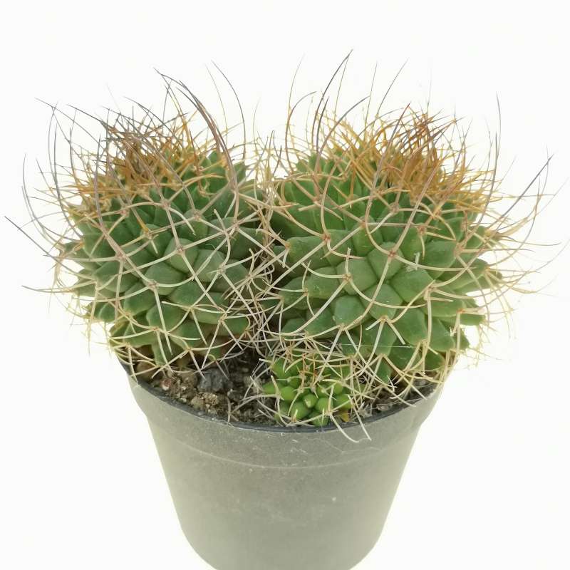 Mammillaria papasquiarensis 6,5 cm. | Cactaceae - Giromagi vendita ...