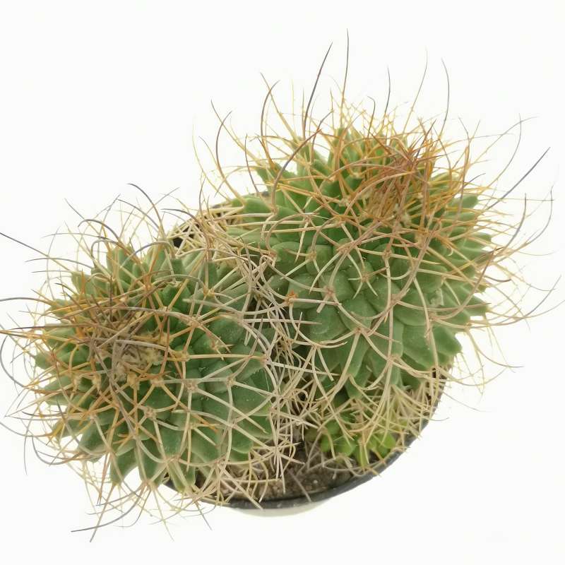 Mammillaria papasquiarensis 6,5 cm. | Cactaceae - Giromagi vendita ...