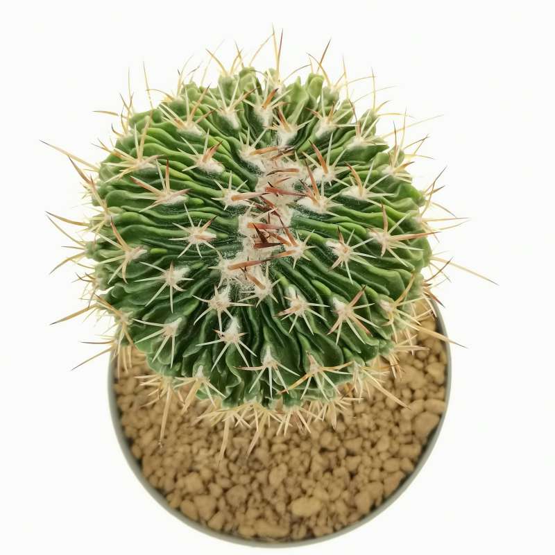 Echinofossulocactus anfractuosus f. crestata 14 cm. | Cactaceae ...