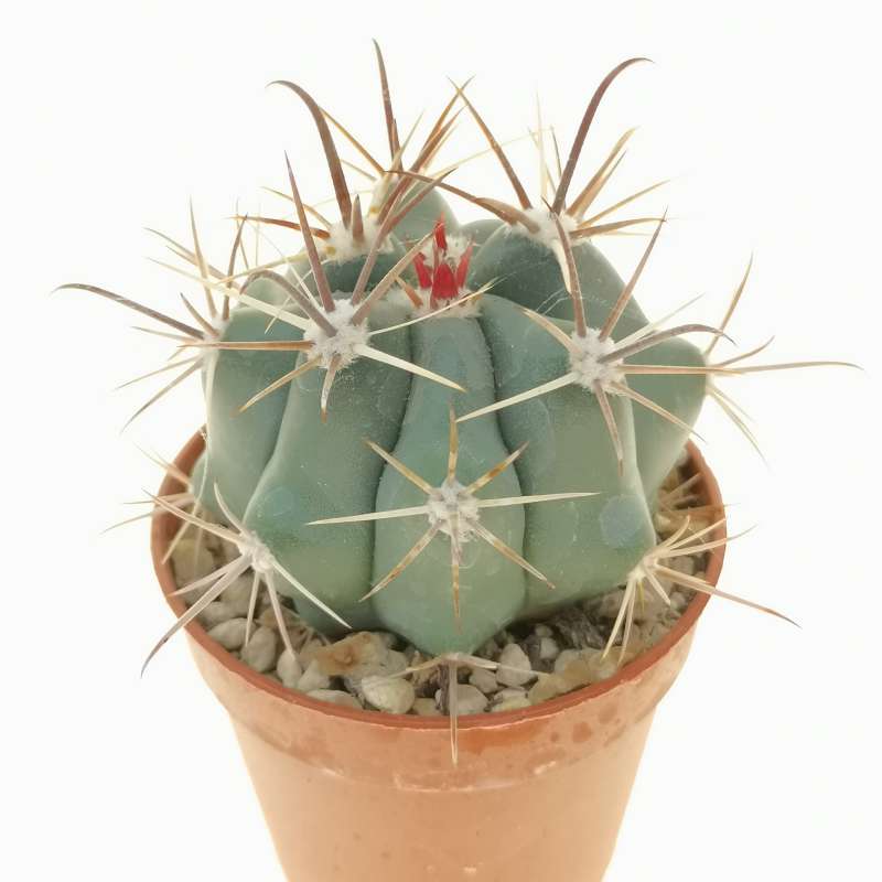 Ferocactus santa-maria 5,5 cm. | Cactaceae - Giromagi vendita piante grasse