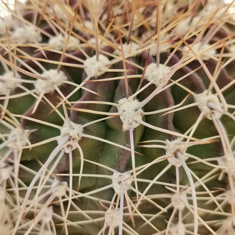 Acanthocalycium spiniflorum 10 cm. | Cactaceae - Giromagi vendita ...