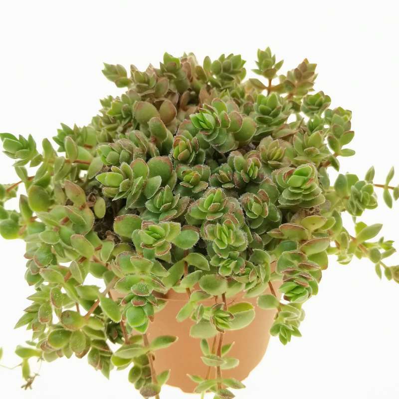 Crassula 'David' 10 cm. | Crassulaceae - Giromagi vendita piante grasse