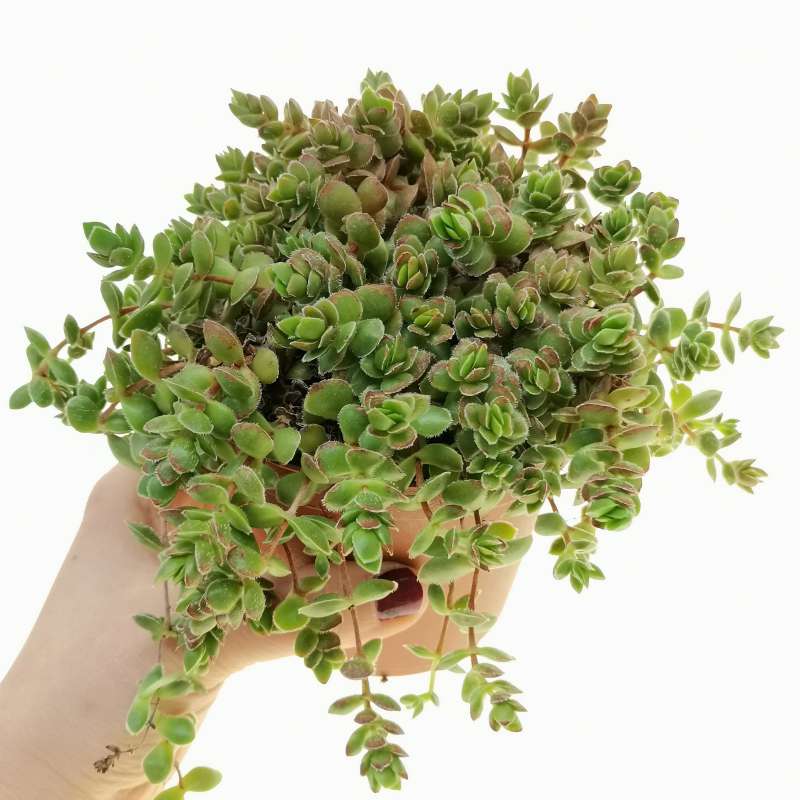 Crassula 'David' 10 cm. | Crassulaceae - Giromagi vendita piante grasse