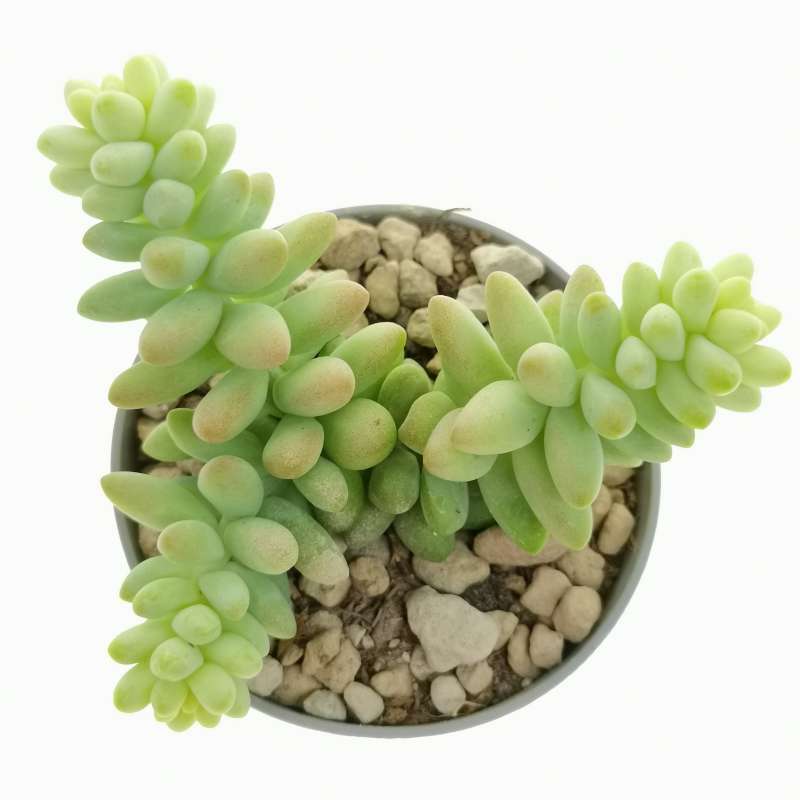 Sedum burrito – Plante grasse en suspension