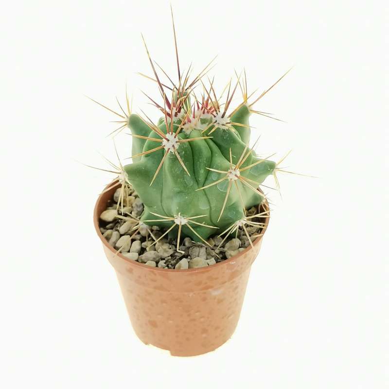 Ferocactus flavovirens FO. 070 5,5 cm. | Cactaceae - Giromagi vendita ...