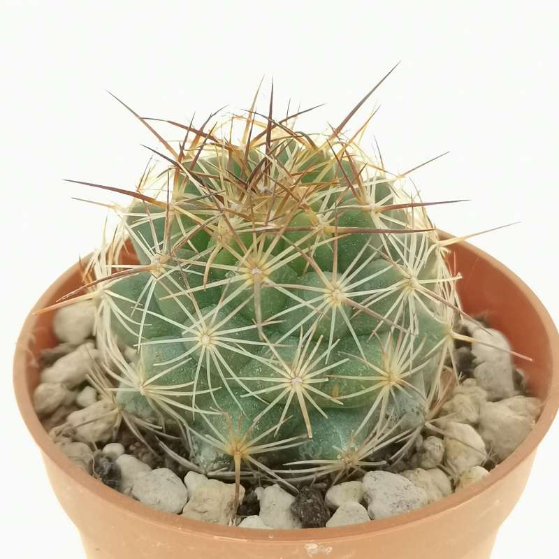 Coryphantha gladiispina 5,5 cm. | Cactaceae - Giromagi vendita piante ...