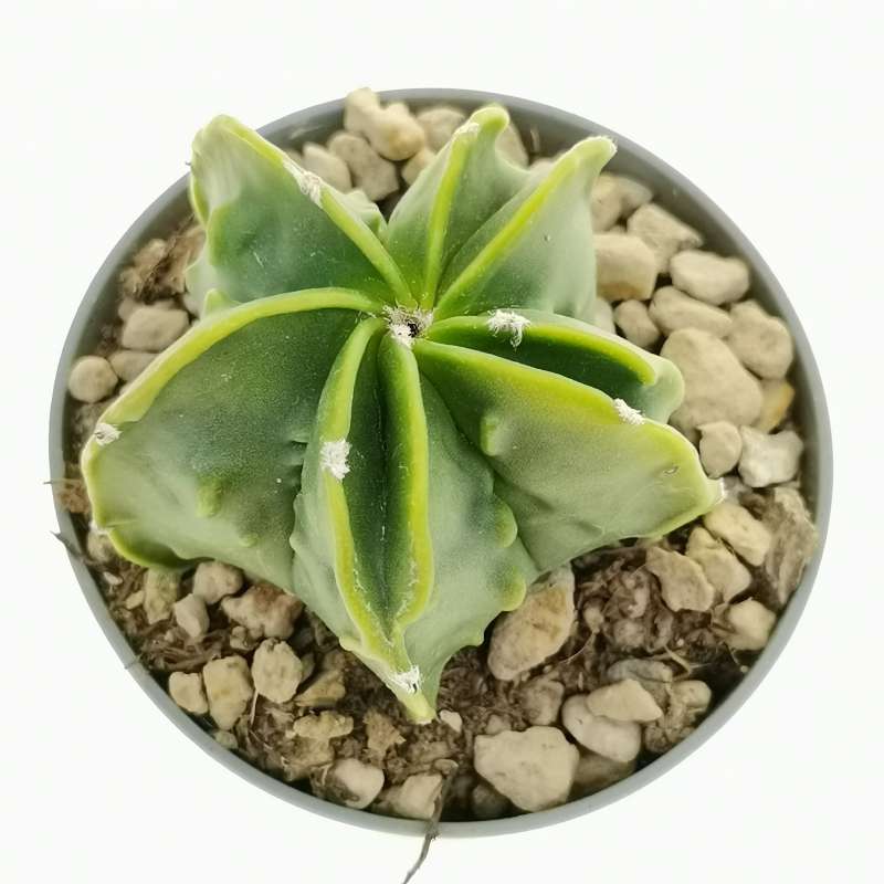 Astrophytum hybrid cv. Fukuryu (type B) Double ribs 6,5 cm. | Cactaceae ...