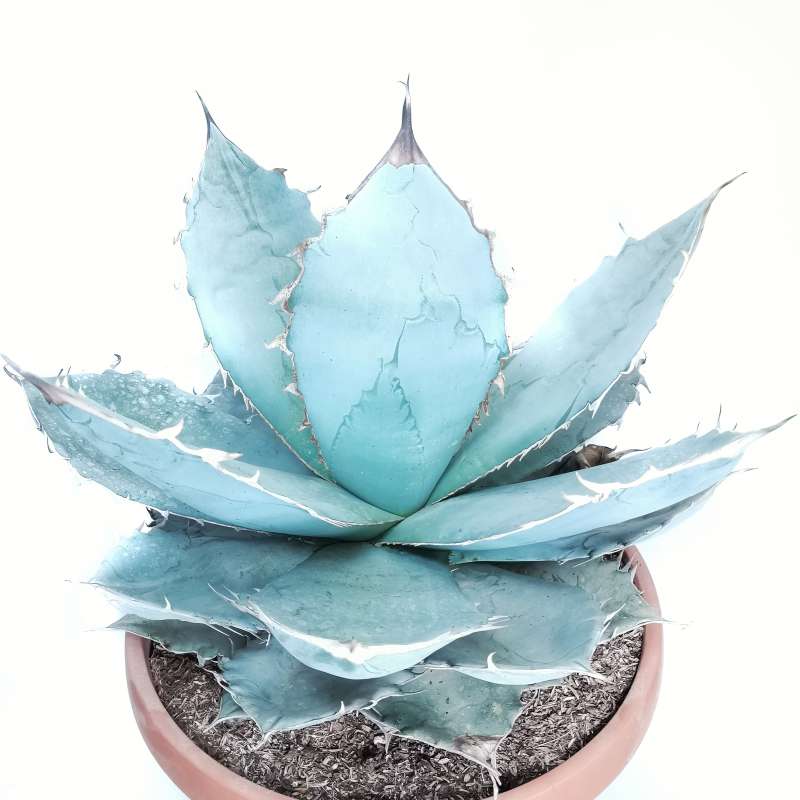 Agave titanota 'Blue Ice' 38 cm. | Agavaceae - Giromagi vendita piante  grasse